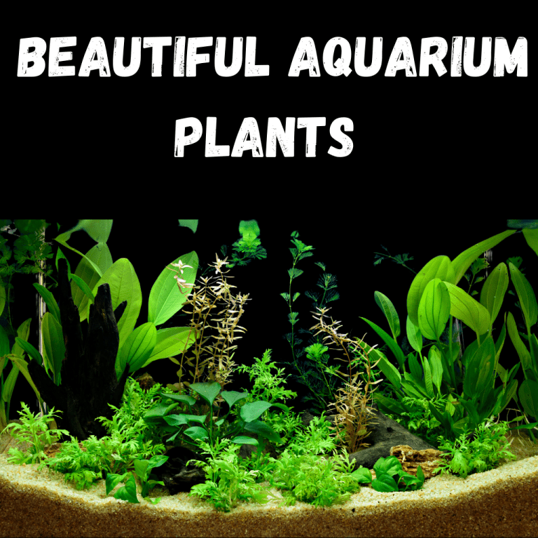 best aquarium plants
