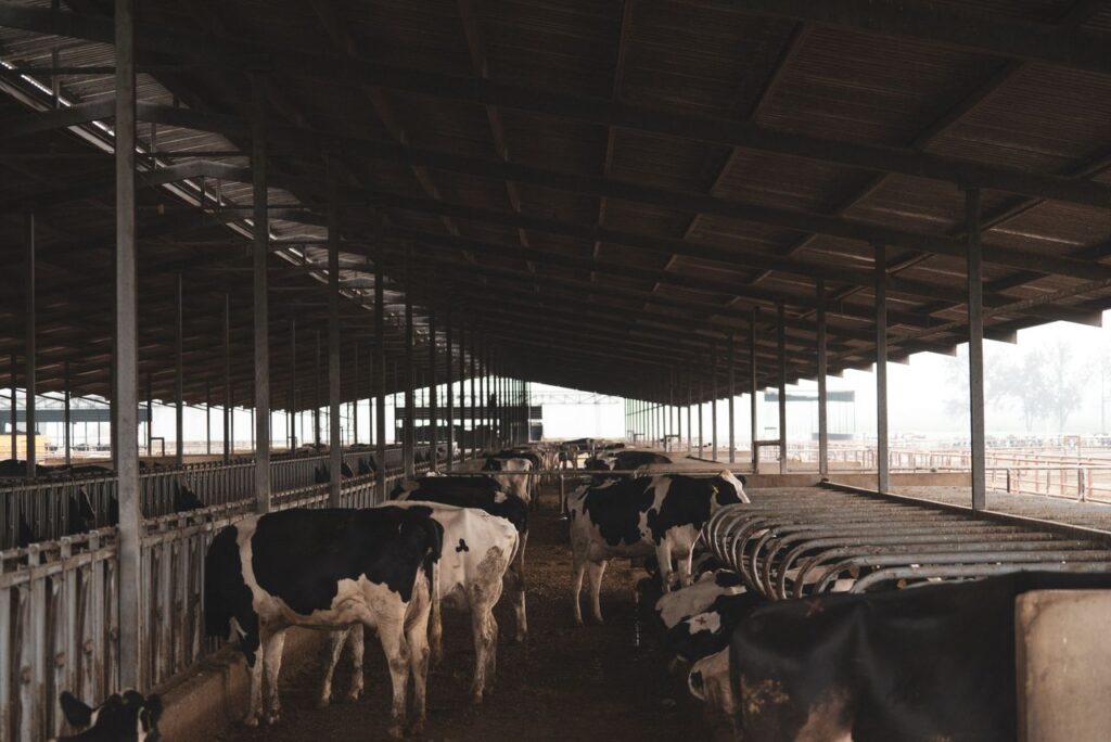Exploring Dairy Farm Health and Veterinary Solutions